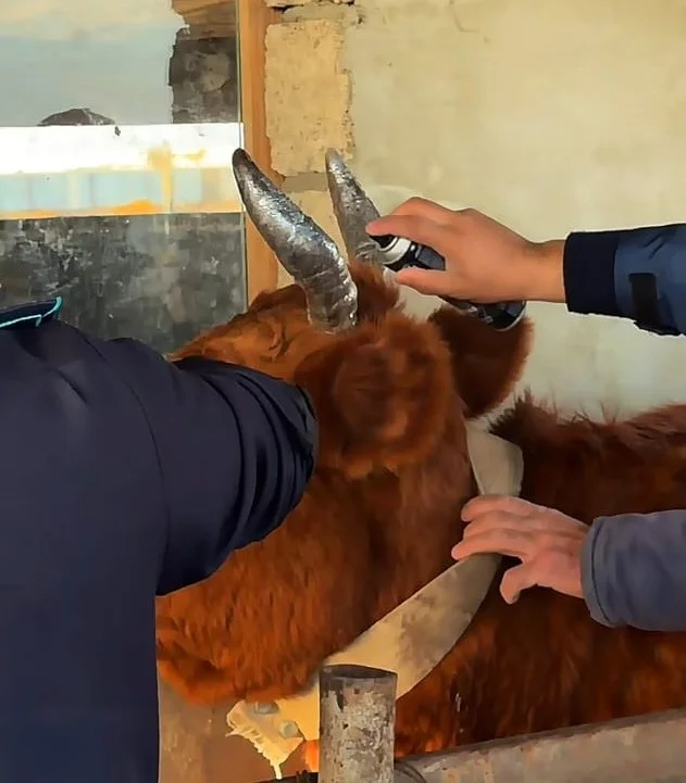 Осветили скот