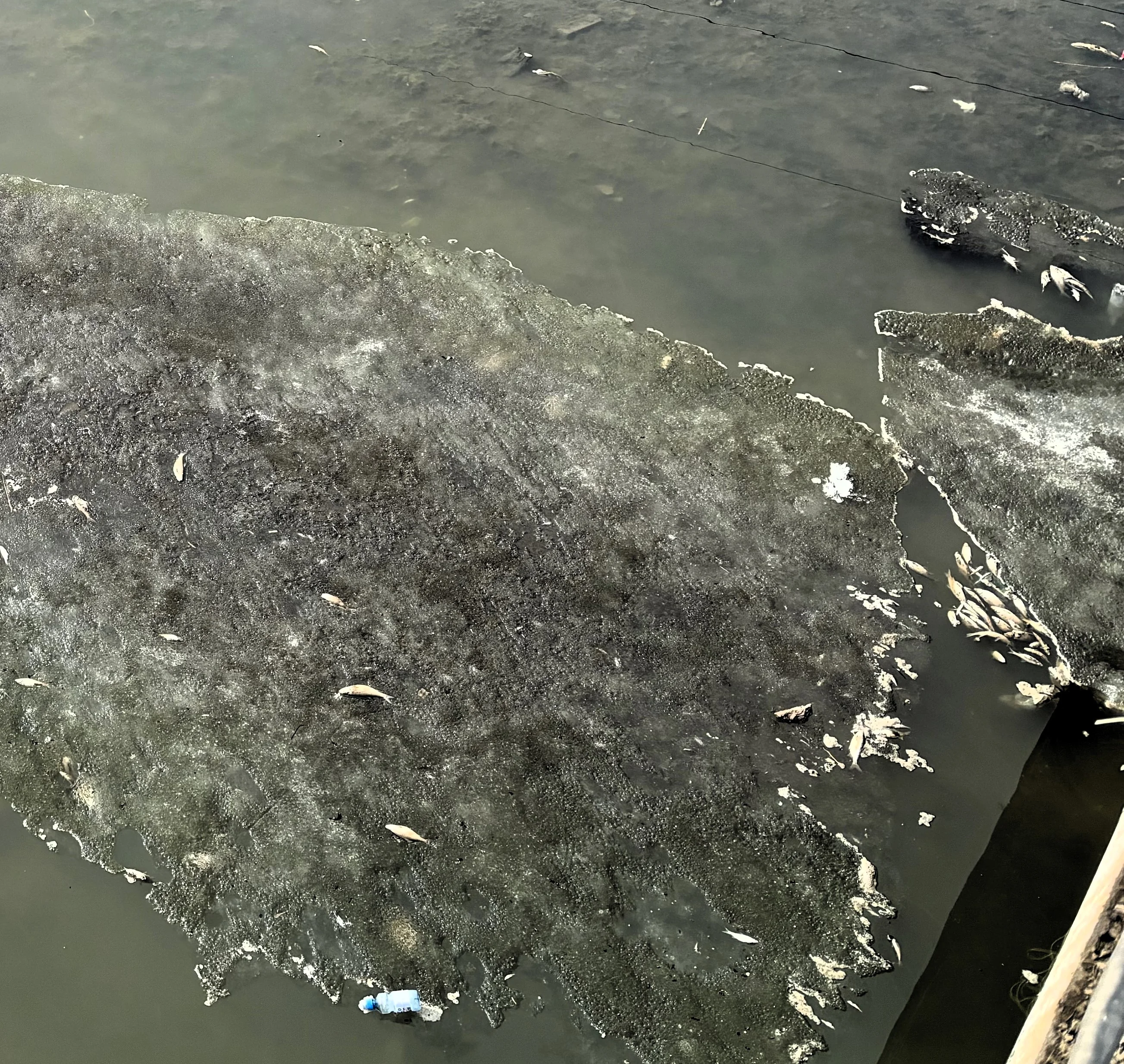 Мертвая рыба в центре города напугала актюбинцев