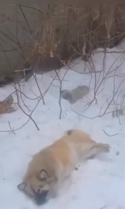 В Авиагородке могли отравить собак: полиция не стала возбуждать дело