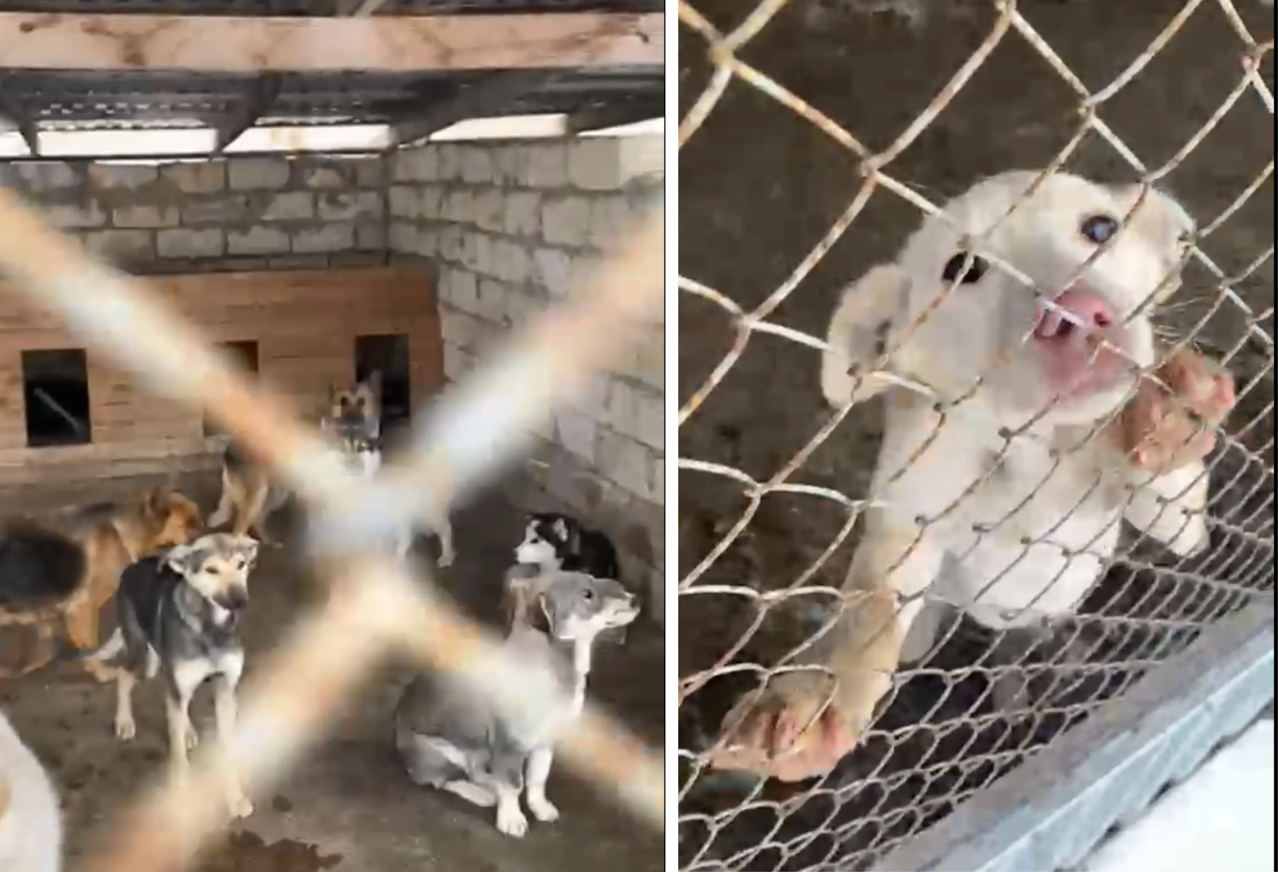 С бирками и без: бродячих животных отстреливают на улицах Актобе