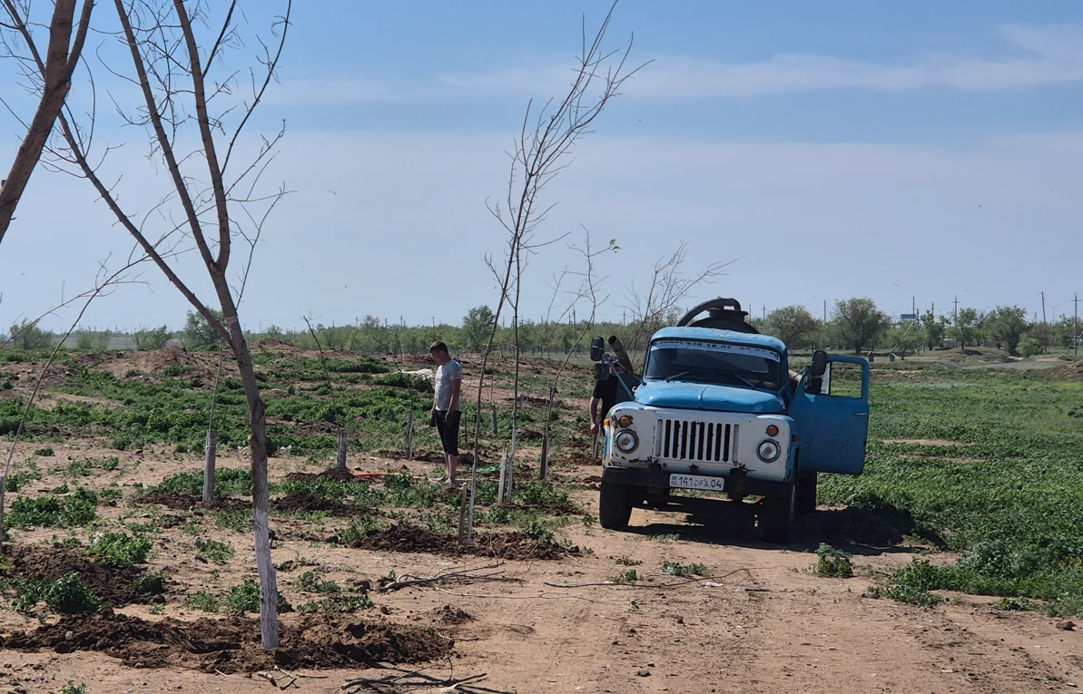 Лесопарк на пометохранилище в Актобе: деревья засохли, воды нет