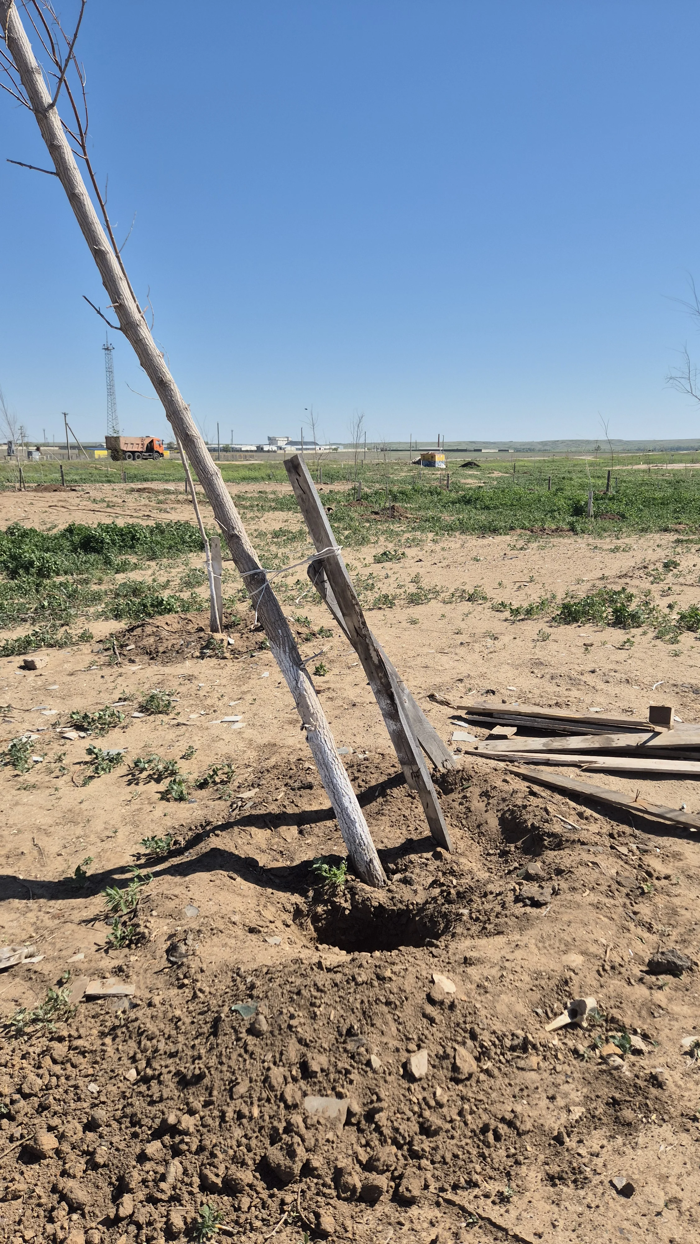 Лесопарк на пометохранилище в Актобе: деревья засохли, воды нет